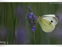 Piéride du chou (Pieris brassicae) - Pieridae