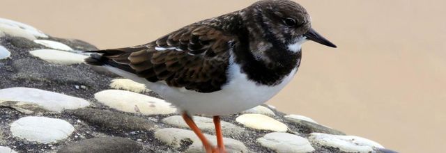 un bel oiseau de mer