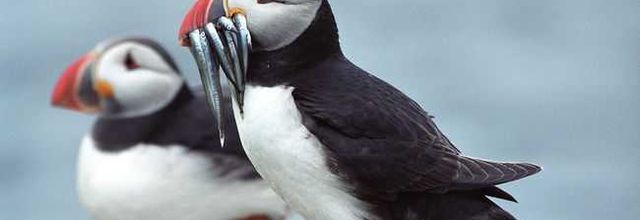 Pour la communauté des croqueurs de mots :  Oiseaux de mer, dans la réserve du Cap-Sizun. 