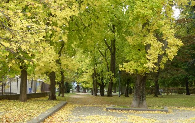 L'AUTOMNE  S'INSTALLE  AUSSI  A  GRIGNY  (69)