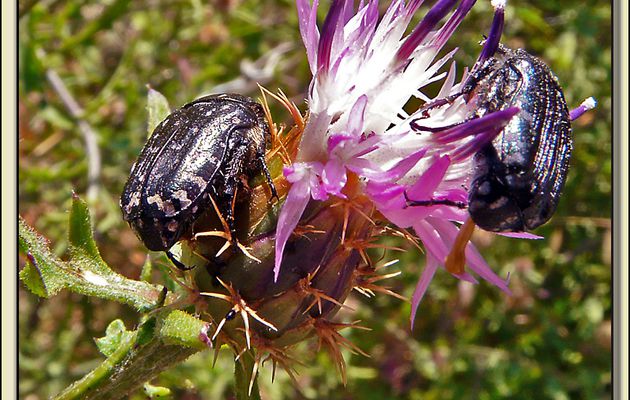 Draps mortuaires (Oxythyrea funesta) sur centaurée rude (Centaurea aspera) - La Couarde - Ile de Ré