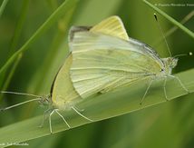 Piéride de la Rave - Pieris rapae - Pieridae 