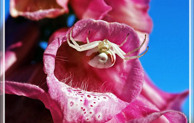 Mon Araignée crabe Thomise variable fidèle à son poste (Misumena vatia) - Lartigau - Milhas - 31