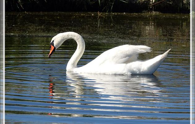 Cygne tuberculé, Mute swan (Cygnus olor) - La Couarde-sur-Mer - Ile de Ré - 17