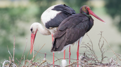 Poussins entre une cigogne blanche et une cigogne noire
