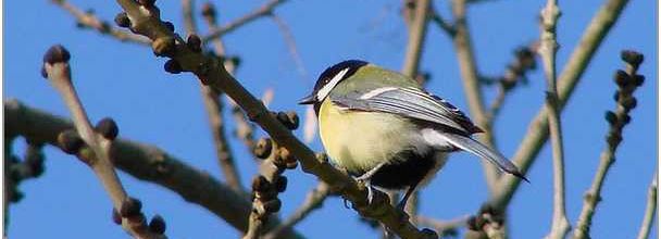 Oiseaux - Rennes - Ille et Vilaine (1)