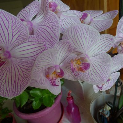 toujours pour toi notre florence si aimée et il en sera ainsi jusqu a ta crémation 