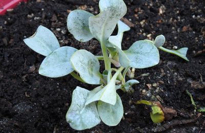 EB - Des plantes étonnantes pour réveiller sa cuisine...