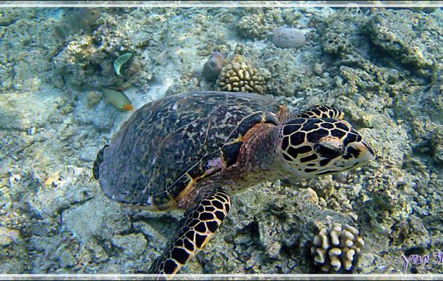 Tortue imbriquée ou à bec de faucon ou à écailles, Hawksbill turtle (Eretmochelys imbricata) - Snorkeling à Thudufushi - Atoll d'Ari - Maldives