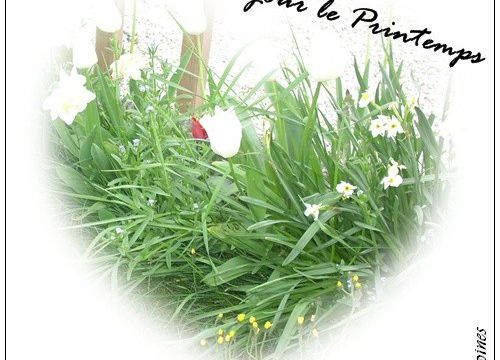 Sur le chemin du printemps dans les marais