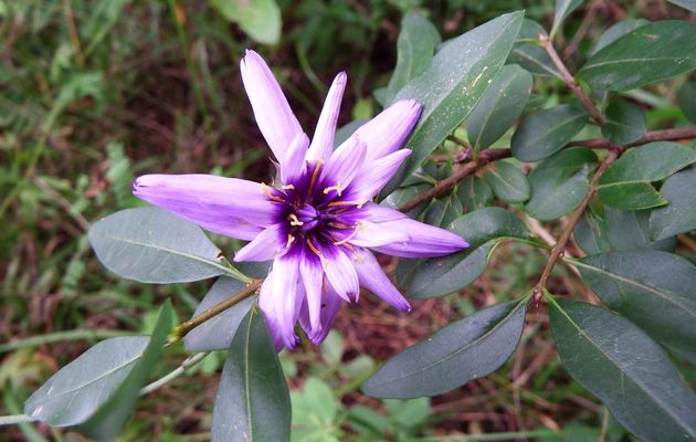 de jolie fleurs bleutées !