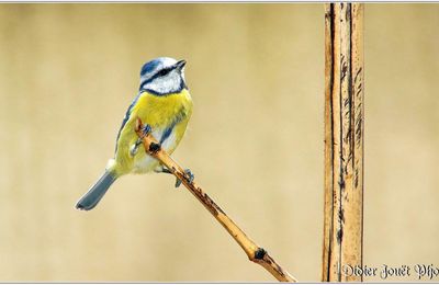 Mésange Bleue (5) - Cyanistes caeruleus