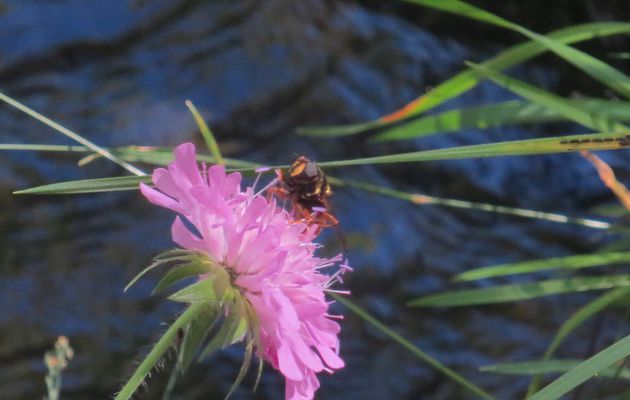 Extraits du livre « Le singe et la fleur de lotus » De JINPA SHERAB (l'Harmonie)