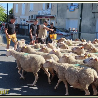 Animation à Chasseneuil en Charente:la transhumance