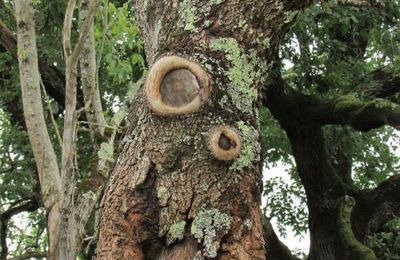 Gueule d'arbre (A & A et cie n° 125)