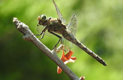 EB - Le joli poème de Daniel en l'honneur de la libellule de mon jardin...
