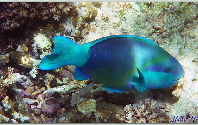 Poisson-perroquet brûlé mâle ? - Anse Marie-Louise - Mahé - Seychelles