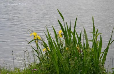 Lac Daumesnil : Iris des marais (Iris pseudacorus)