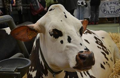 Salon de l'Agriculture 2014 : La Montbéliarde