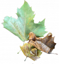 Chronique des jours d'autome - Chronicle of the autumn days