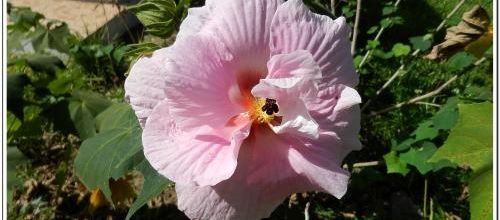 Les fleurs de Madagascar