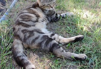 la chatte de mes voisins 