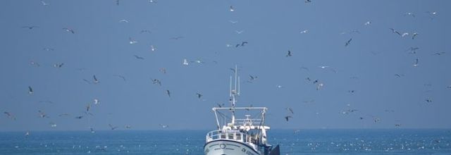 Calvados : été 2018 : Trouville-sur-Mer : Retour de pêche