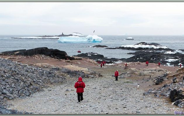 Les "pingouins rouges" vont rejoindre leur navire après avoir pris une dernière photo d'un Manchot Adélie en pleine mue - Gourdin Island - Péninsule Antarctique