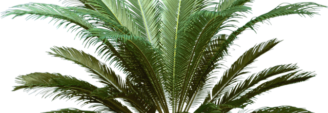 ѼVegetation