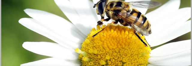 Eristale des Fleurs (2) - Myathropa florea
