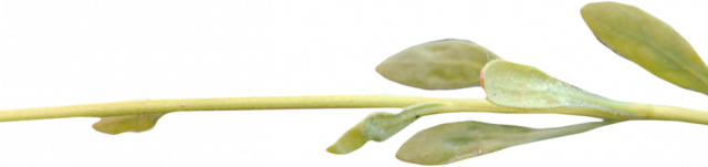 Ѽ Vegetation 