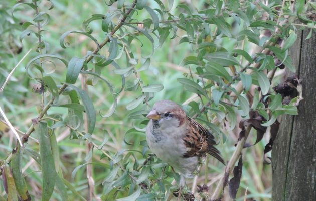 les oiseaux sur mes asters ! 