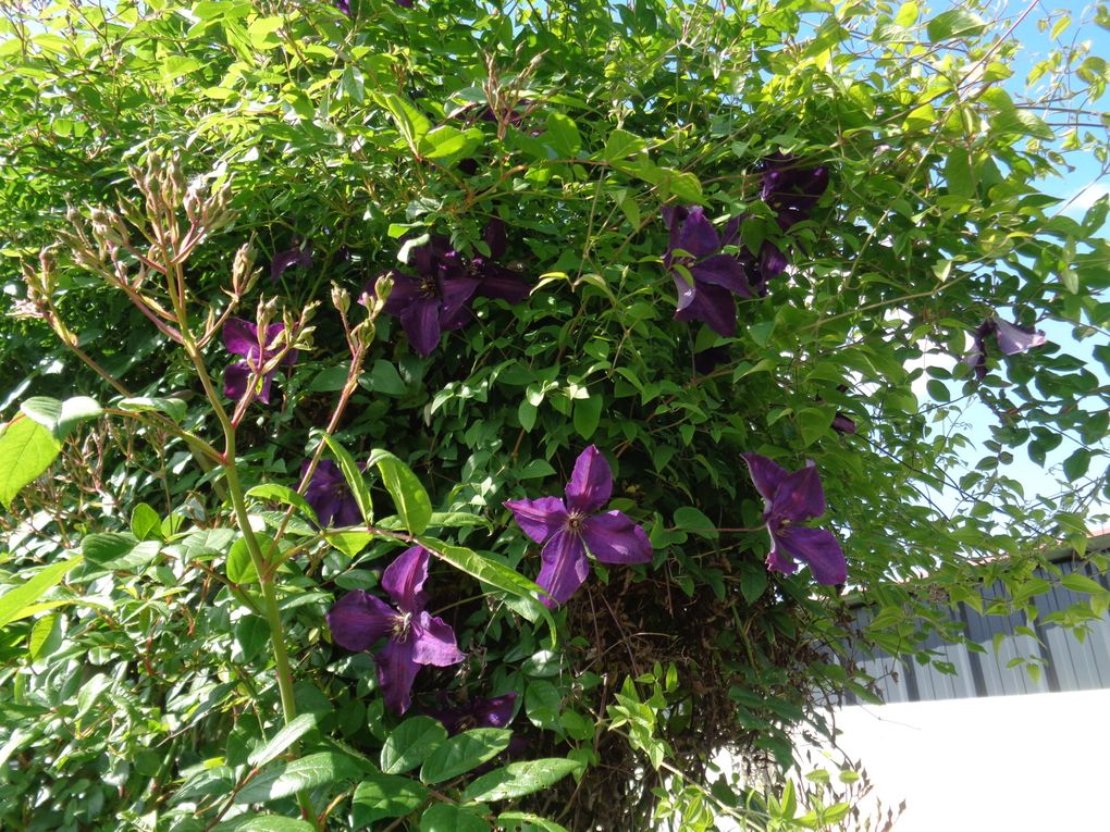 fleurs 