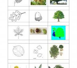 DDM : les feuilles, les fruits et les arbres de notre bois
