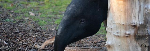 Ménagerie du Jardin des Plantes : Tengah le timide