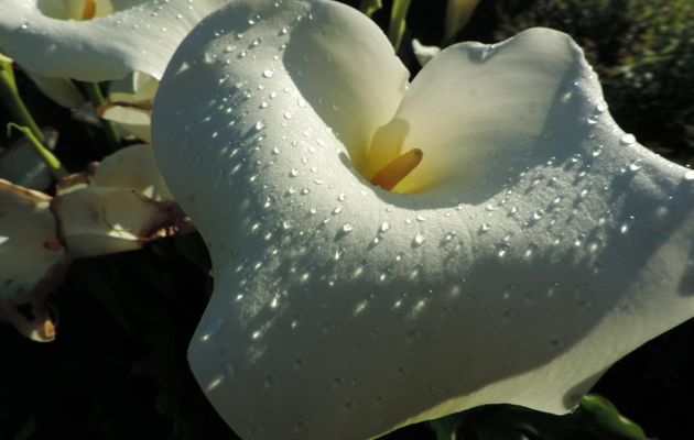 mon arum avec la rosée