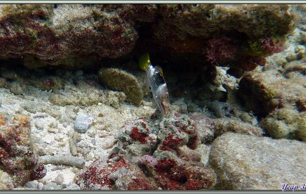 Labre échiquier ou Girelle échiquier (Halichoeres hortulanus) - Bird island - Seychelles