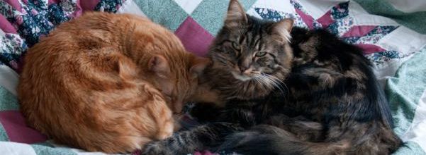 Du chat...