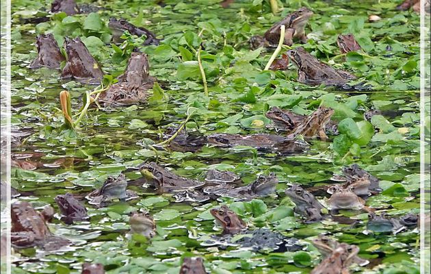 Grand regroupement pour les grenouilles rousses lors de leur période des amours - Lartigau - Milhas - 31