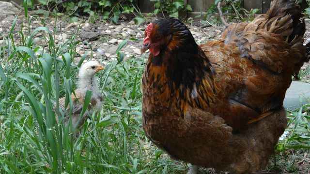 Des Poules Pondeuses dans son Jardin