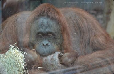 La Ménagerie, Zoo du Jardin des Plantes : Théodora et sa fille Java