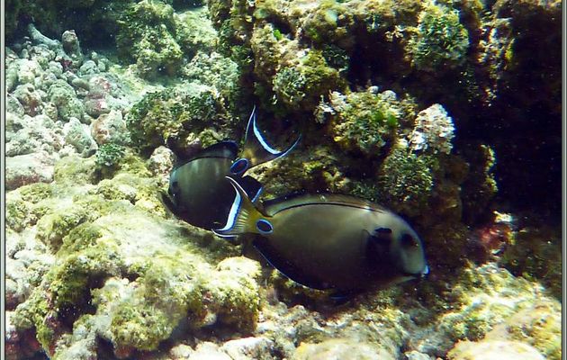 Poisson-chirurgien lieutenant ou Chirurgien fer à cheval (Acanthurus tennentii) - Bird Island - Seychelles