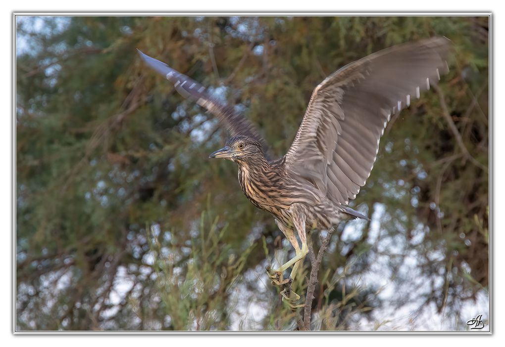 04 - Oiseaux