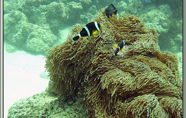 Images des îles Maurice et Rodrigues transférées depuis mon ancien blog