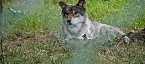 Le loup