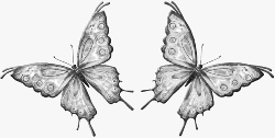 Scrap / Un papillon messager