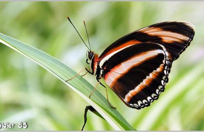Tigre Orange (1) - Dryadula phaetusa