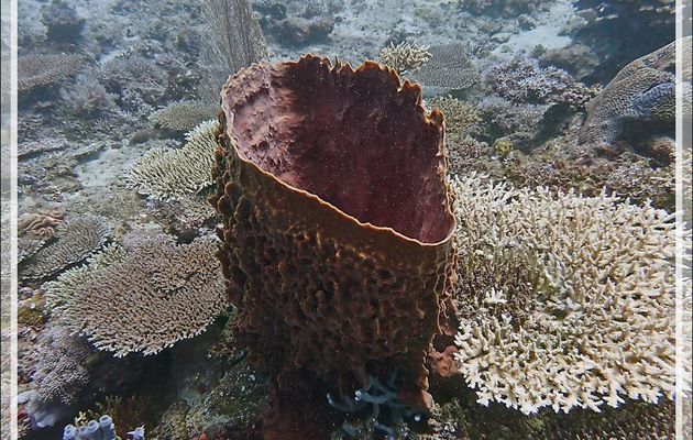 Éponge Baril de rhum, Éponge-barrique, Éponge-tonneau, Barrel-sponge, Basket sponge, Tub sponge (Xestospongia muta) - Bank des Frères - Tsarabanjina - Mitsio - Madagascar