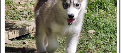 Portée Husky Elouka J+53 (14 août 2014)