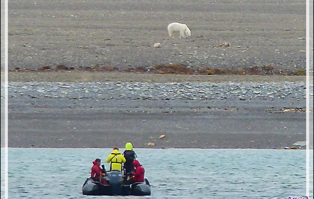  Vers 13 h 45, notre repas est pris, l'ours blanc, quant à lui, mange toujours (Polar bear) - Creswell Bay - Somerset Island - Nunavut - Canada